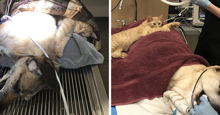 Cat Becomes Nurse At Vet's Clinic, Calms Scared Dogs | Bored Panda