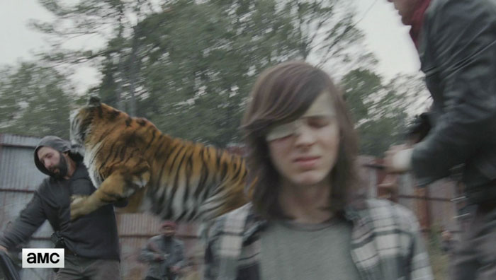 walking dead tiger man seven season shiva 1 1 - Veja como foi filmado esta cena do Tigre em The Walking Dead