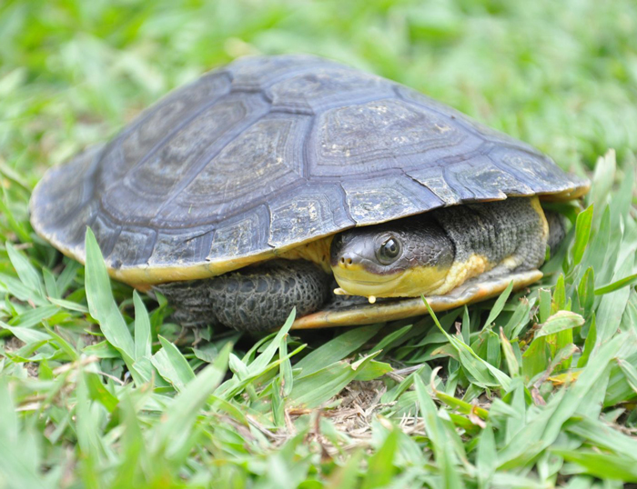 Hoge's Side-necked Turtle