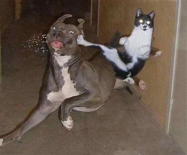 "might As Well Cancel Recess... Ninja Cat Does Not Play."