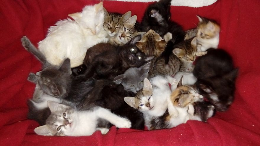 10 Reasons To Love The Crazy Cat Lady In Your Life