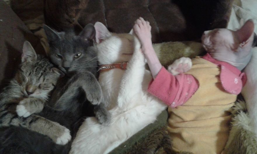 10 Reasons To Love The Crazy Cat Lady In Your Life