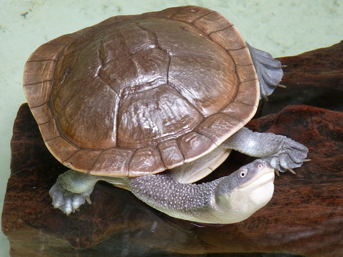 Mccord's Snakeneck Turtle