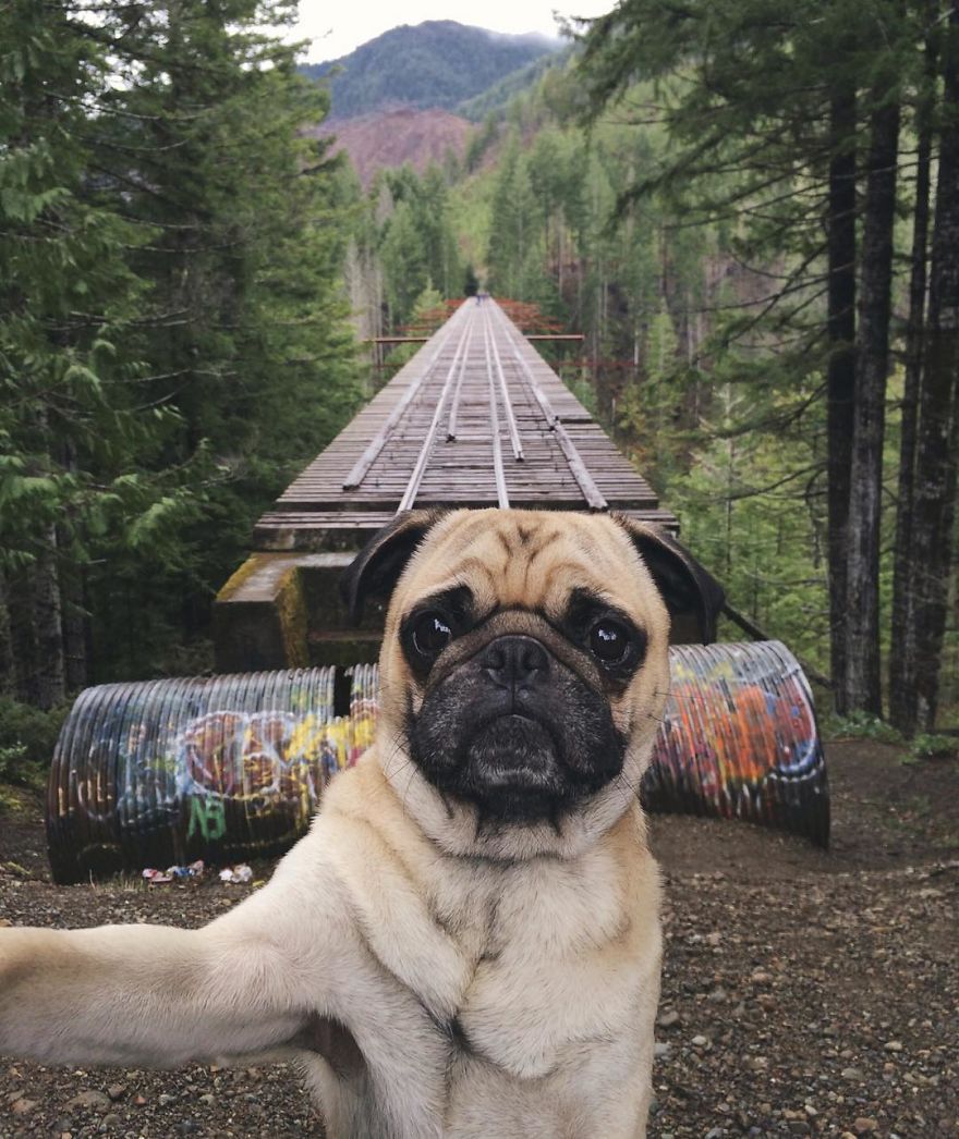 I Found This Instagrammer Making His Pug Take Selfies "Pugfies"