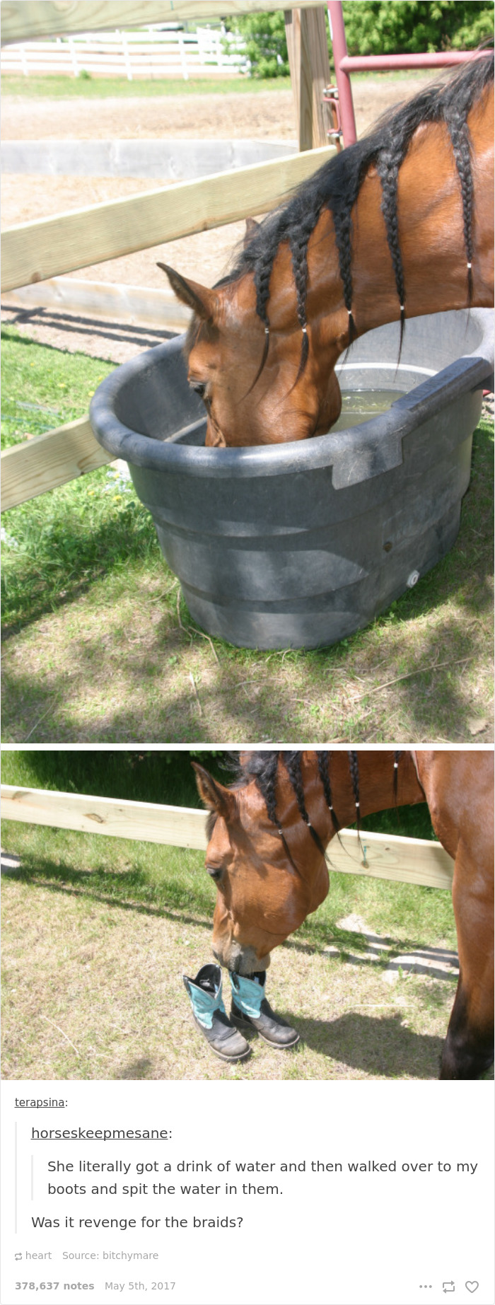 Horse with braided mane, drinks from trough, and spits water into boots—epic revenge captured in action.