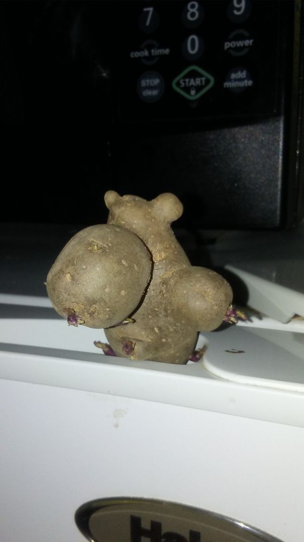 Hippo Potato