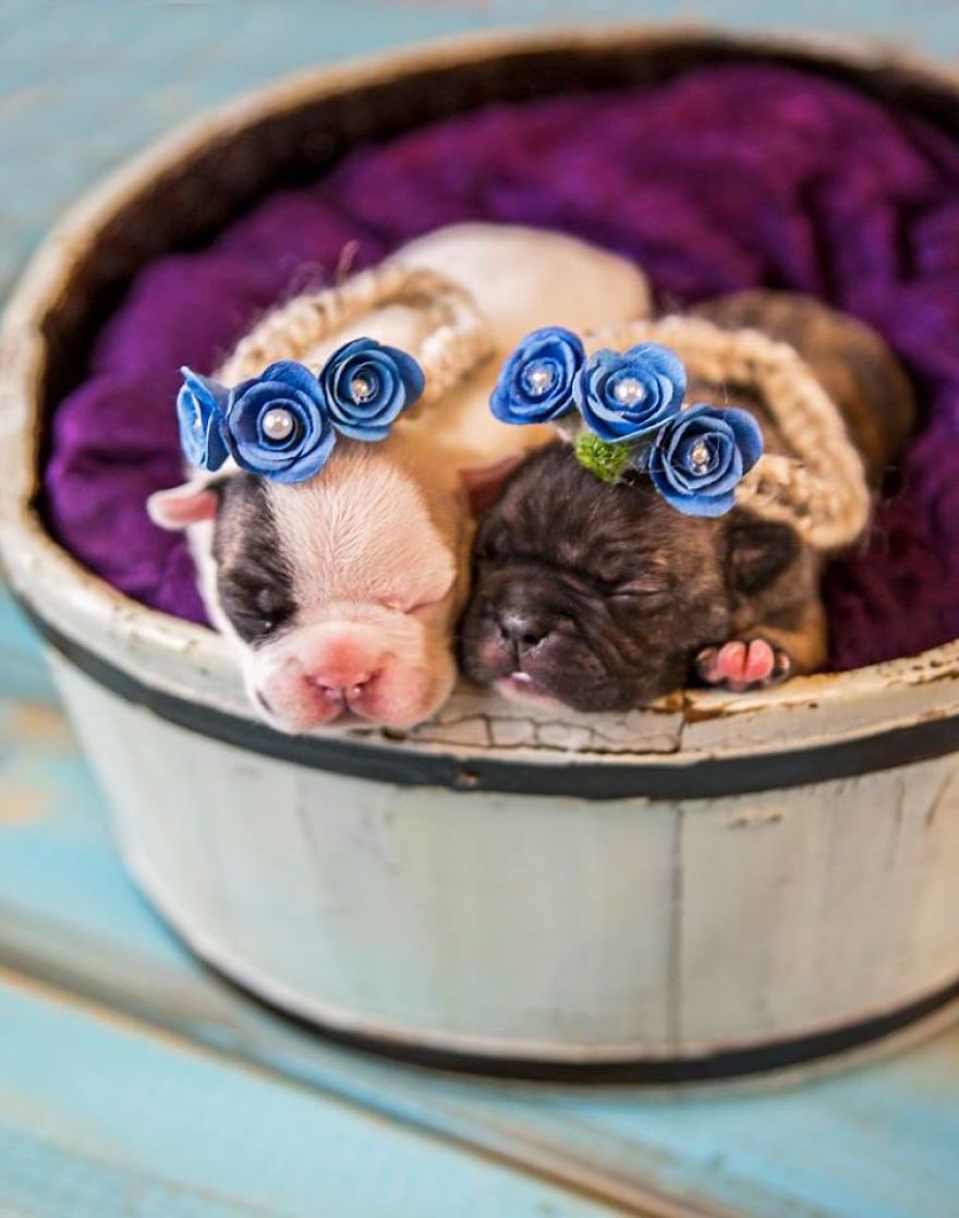 We Created Adorable Maternity And Newborn Photoshoot With Holly The French Bulldog
