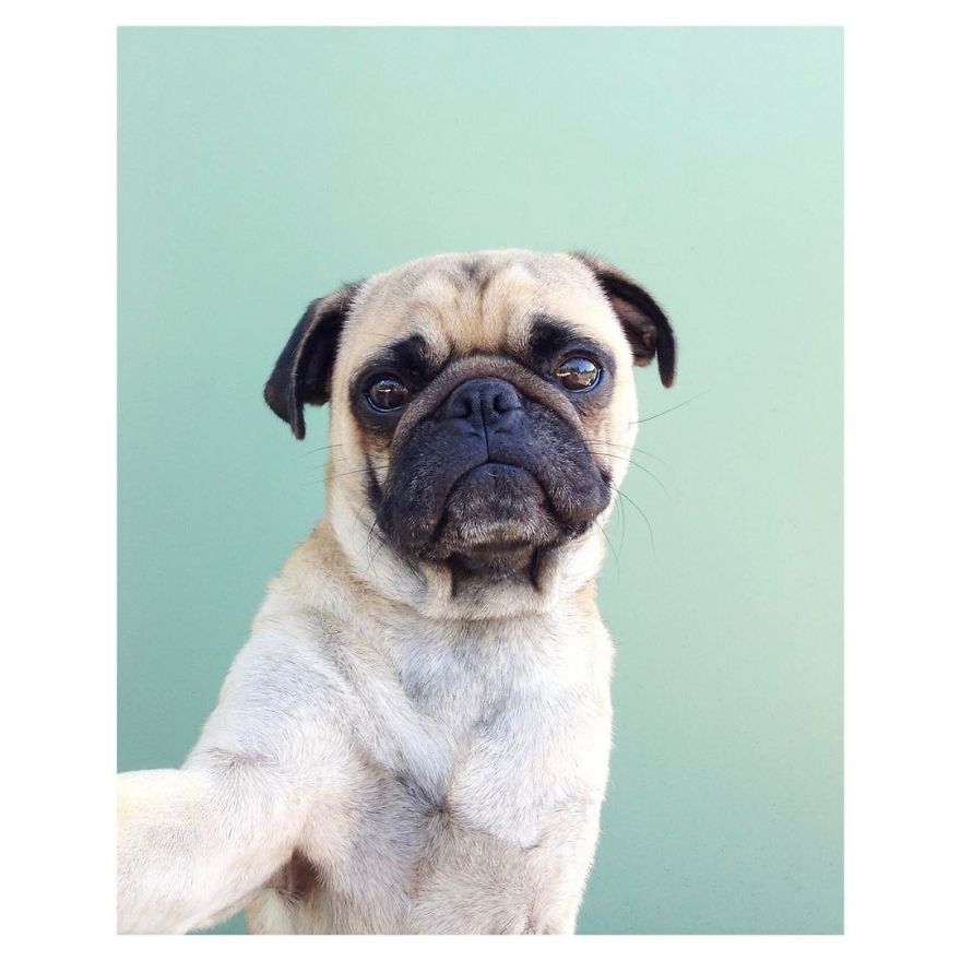 I Found This Instagrammer Making His Pug Take Selfies "Pugfies"