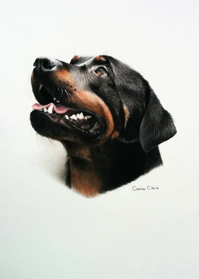 Almost Ten Hours Of Work, Et Voilà! The Rottweiler's Portrait Is Ready!