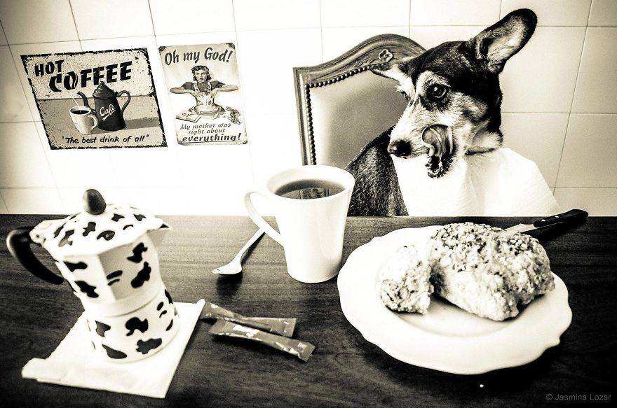Busted: I Photographed My Dogs Caught In Different Situations
