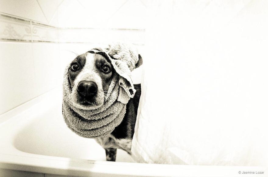 Busted: I Photographed My Dogs Caught In Different Situations