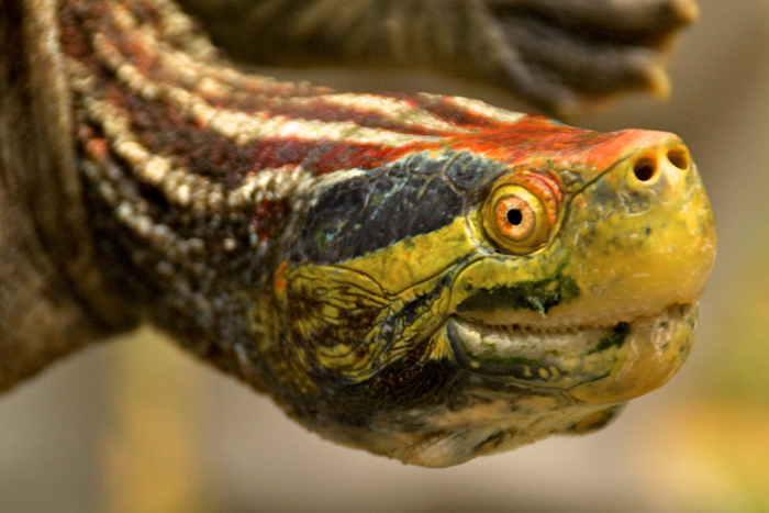 Red-crowned Roofed Turtle