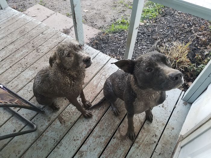 Has Anyone Seen Our Mutts? These Two Chocolate Labs Showed Up Instead.