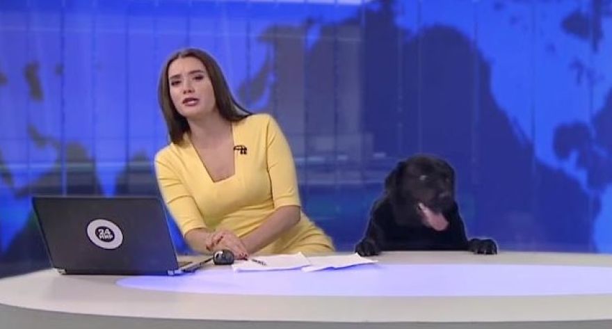 Dog Crashes Live News Broadcast, And The Video Is Quickly Going Viral .