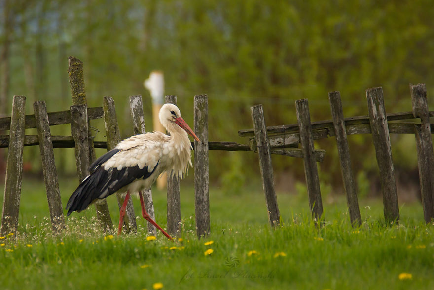 I Photograph Polish Birds