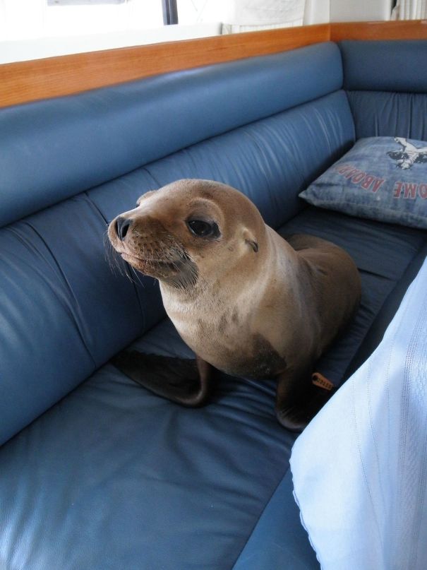 This Little Guy Jumped Onto Our Boat, Strolled Into The Cabin And Made Himself At Home On The Couch