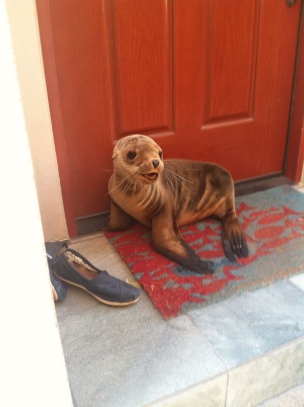 I Live By The Beach And This Little Guy Just Popped By For A Visit