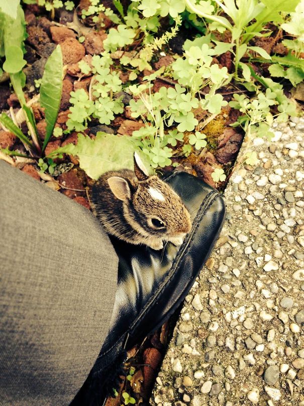 Found This Little Guy Outside My Patio. He Decided To Jump Up On My Foot