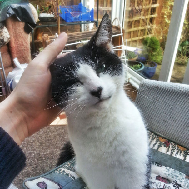 Found This Little Guy In My Parent's Back Garden. He Has Heart-Shaped Black Nose