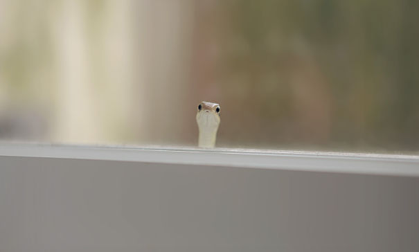 Found This Little Guy Peeking Through My Window