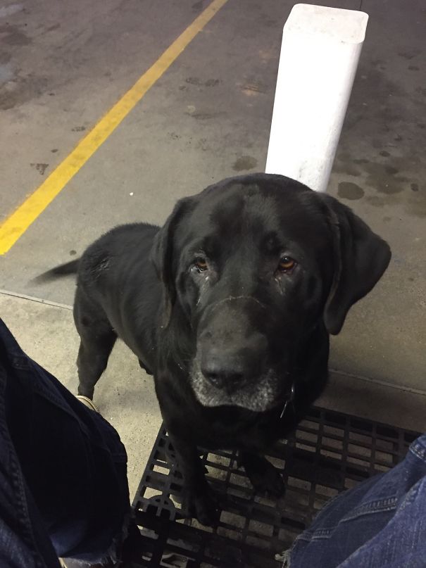 While He's Not As Cute As Some Of The Dogs On Here, Meet Bruce, The Big Ol' Fat Boy Who Visits Me At Work For Some Free Grub
