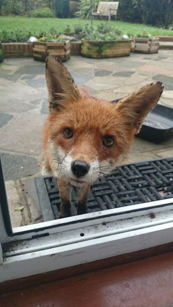 I Too Have A Nosy Fox That Visits! Meet Megan