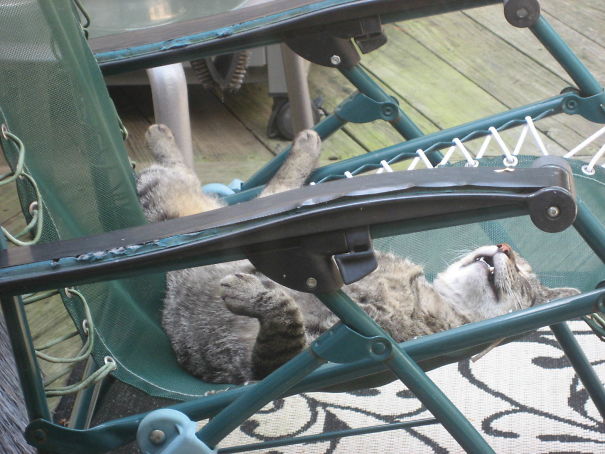 We Had A Big Tabby Start Showing Up For Food And He Made Himself At Home On Our Deck. We Adopted Him Later