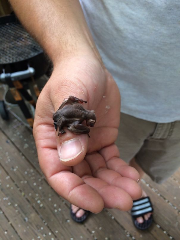 Found Two Baby Bats Rolling On My Deck This Morning. This Is One Of Them