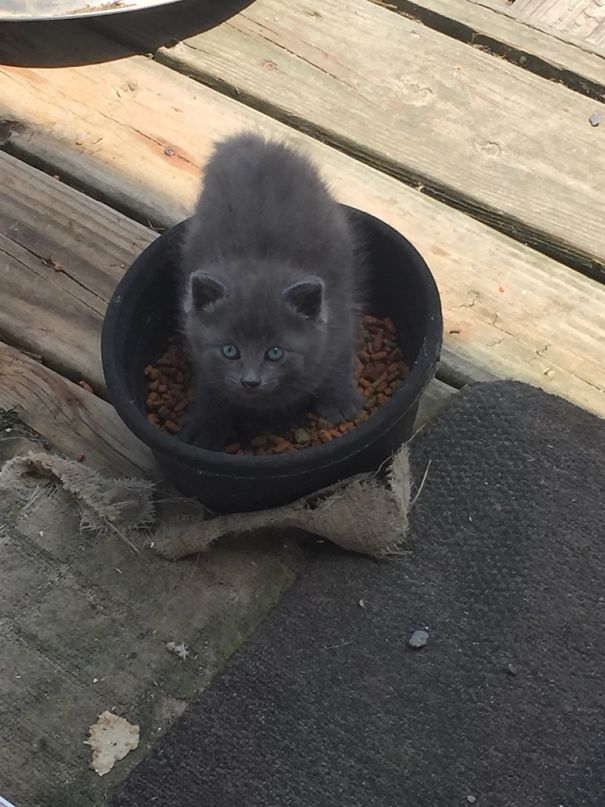 We Keep A Bowl Of Cat Food Outside For Neighborhood Strays. This Is What We Found Inside It This Morning. Found 3 More Kittens And Their Momma Under Our Deck