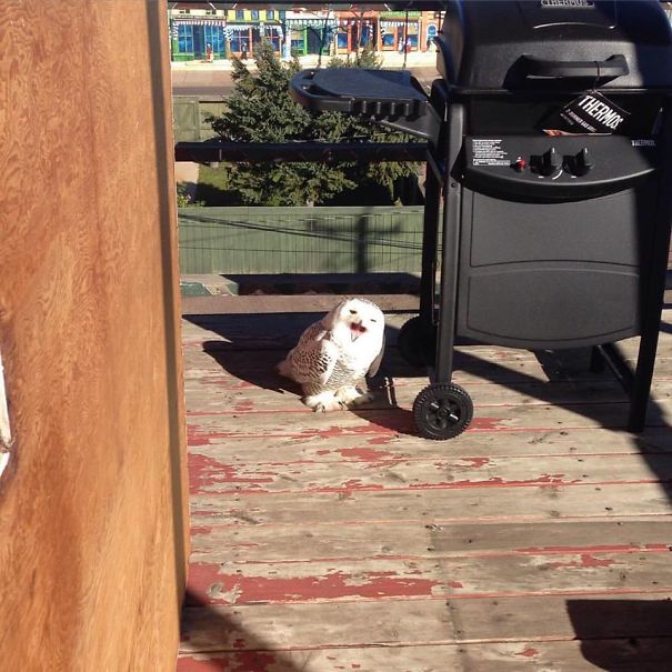 I Came Home To Find A Snowy Owl On My Deck