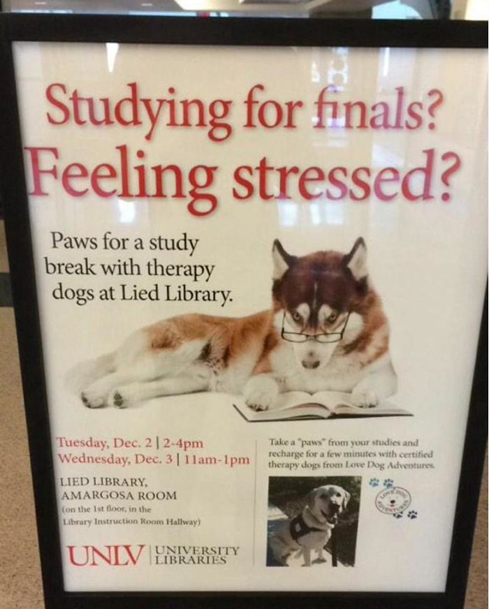 My University Provides Students With Dogs As A Stress Reliever During Finals Week