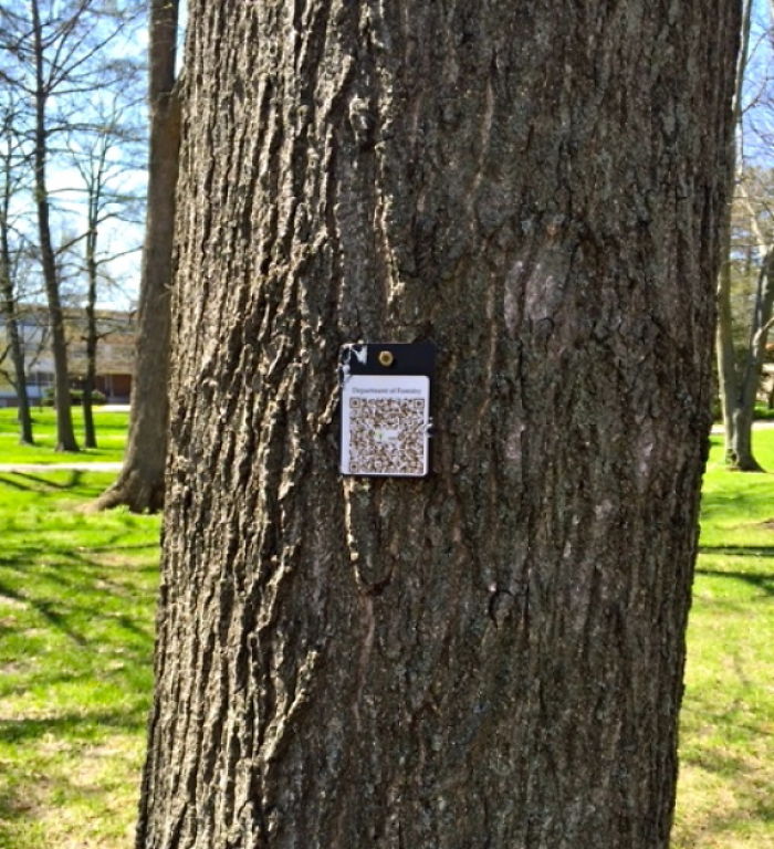 En mi universidad ponen códigos a los árboles para quienes quieran identificarlos