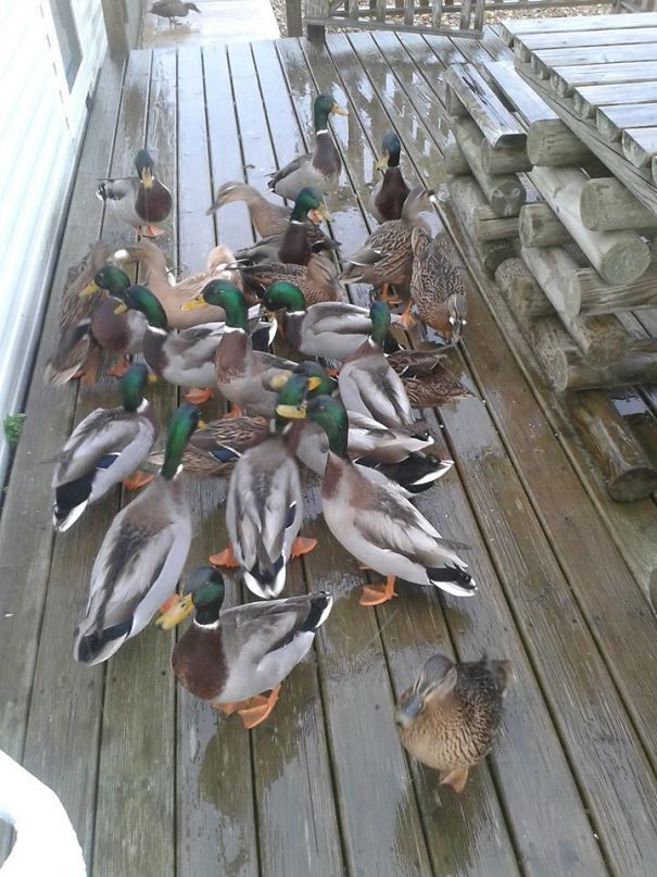 Fed 2 Ducks Yesterday On The Porch And Woke Up To This Today