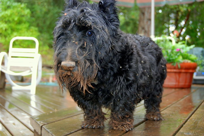 I Just Love This Picture Of My Dog Covered In Mud, Looking Guilty After I Caught Him Digging Up The Yard In Pursuit Of A Mole
