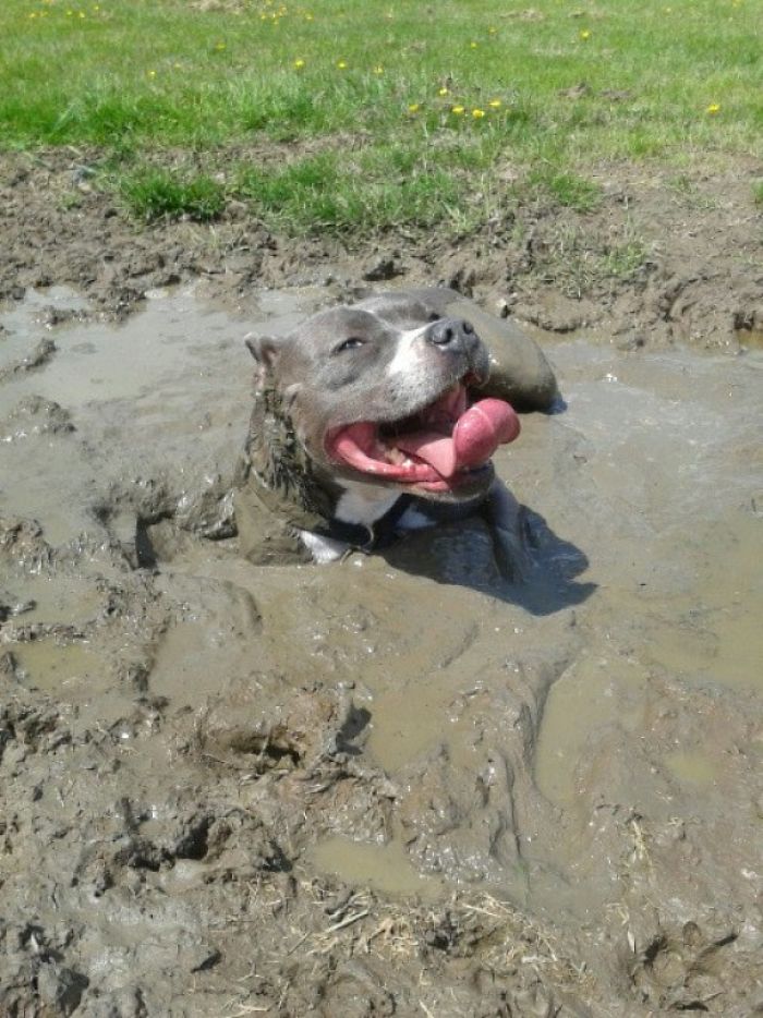 This Happy Dog Was Stuck In The Mud And Had To Be Pulled Out