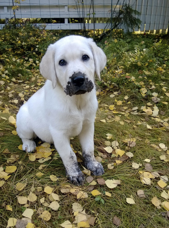 I Did Not Eat Mud