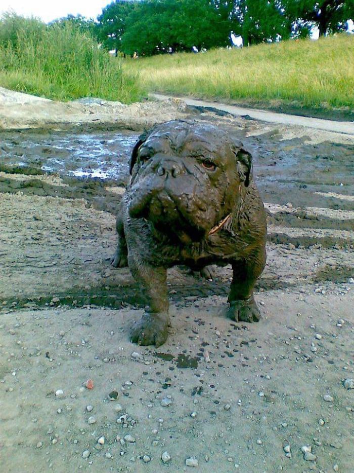 My Dog Has Mud Skills Man