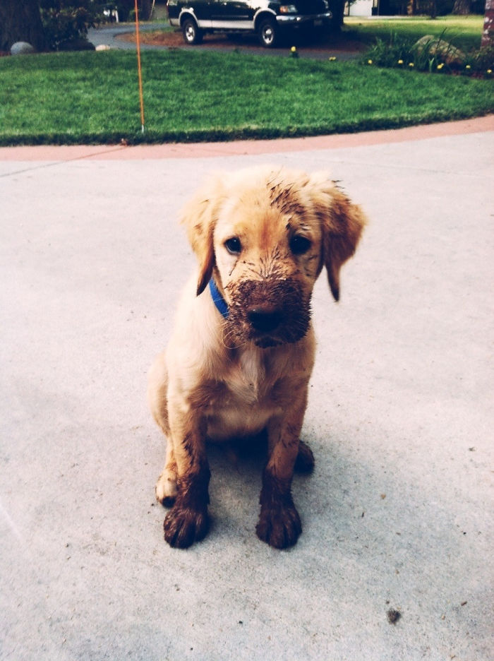 Muddy Puppy Is Muddy