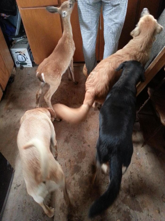 Breakfast On The Farm: One Of These Things Is Not Like The Others
