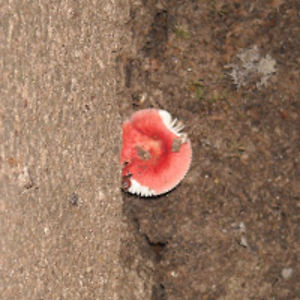 rachelhuffmaster avatar