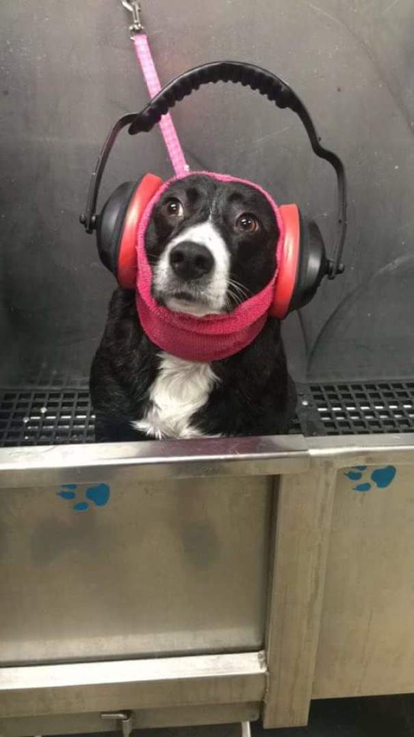 A Friend Of Mine Works At A Grooming Salon. This Dog Is Scared Of The Blow Dryer