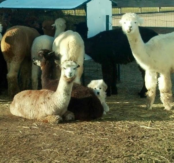 Piper Was Scared Of A Lawn Mower And Tried To Blend In With The Alpacas