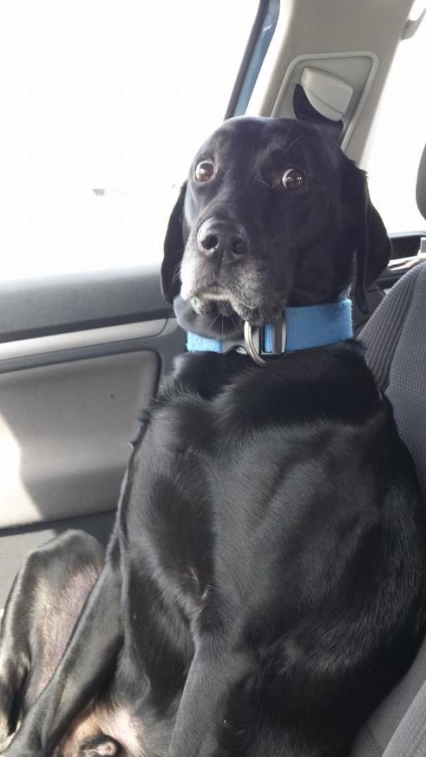 My Female Friend Claims She's A Great Driver, Her Dog Thinks Otherwise