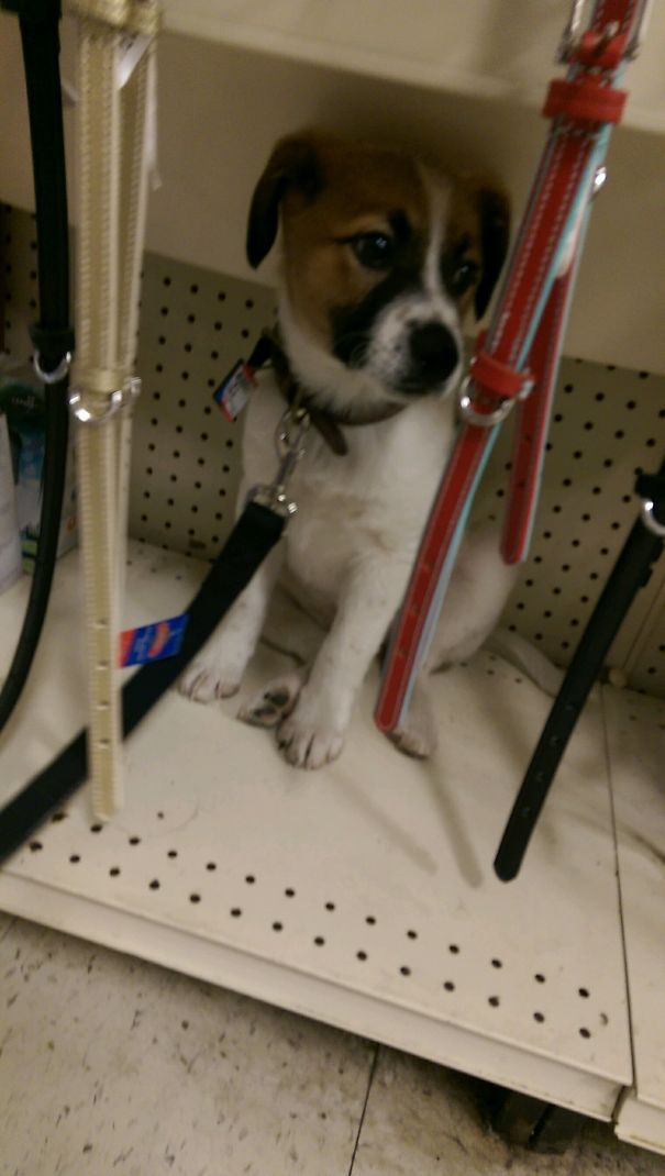 She Was Afraid Of The Other Dogs Barking At The Store, So She Climbed On The Bottom Shelf And Tried To Hide
