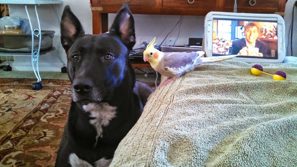 Myy 100-Pound Pit Mix Is Afraid Of My Baby Cockatiel... She Won't Even Look Her In The Eye