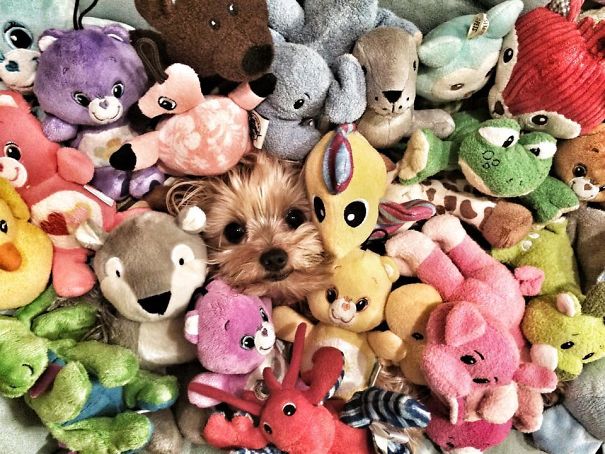Day 5: They Still Haven't Realized That I'm Not A Stuffed Animal