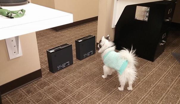 When You Don't Have A Doggy Gate At Work But Your Dog Is 100% Afraid Of Electronics
