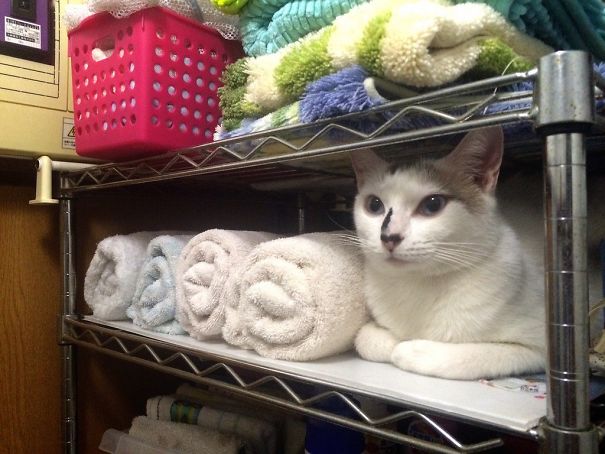 One Of These Towels Is Not Like The Others