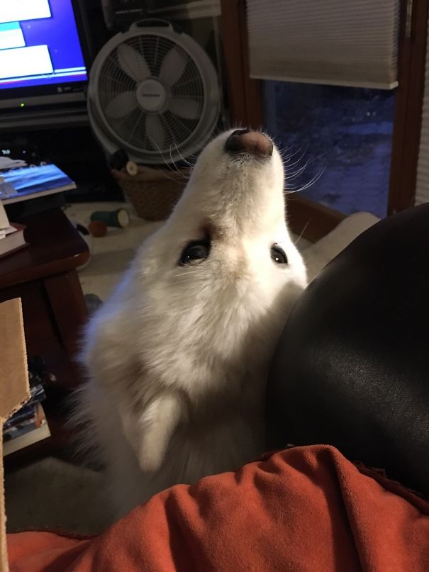 My Samoyed Thinks If She's Not Facing Me When I'm Eating, She's Not Being Rude (She Knows Begging Isn't Allowed). This Is Her Compromise