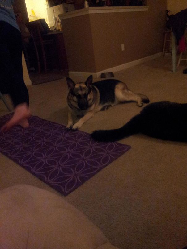 The Dogs Are Not Allowed On The Yoga Mat... This Is How They Rebel